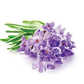 Organic lavender extract